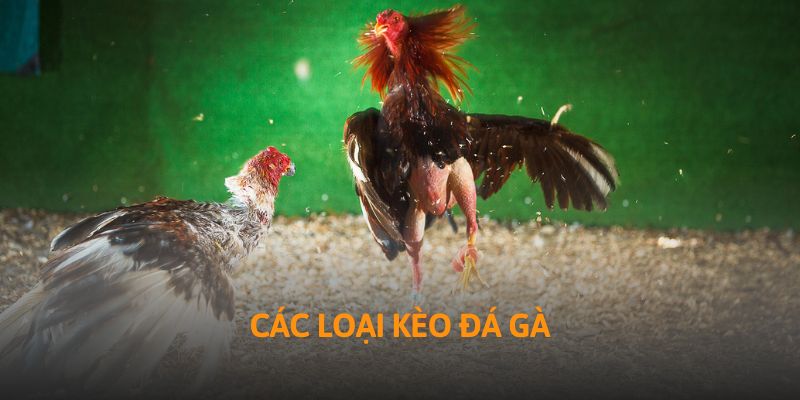 Các Loại Kèo Đá Gà