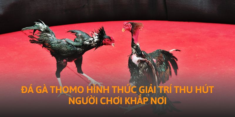 Đá gà Thomo hình thức giải trí thu hút người chơi khắp nơi