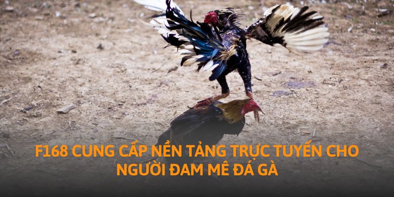 F168 cung cấp nền tảng trực tuyến cho người đam mê đá gà