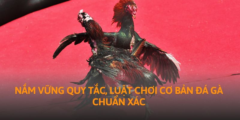 Nắm vững quy tắc, luật chơi cơ bản đá gà chuẩn xác