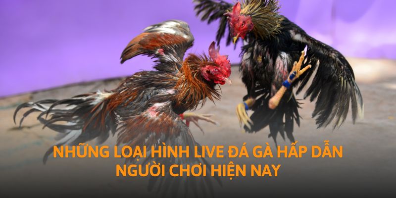 Những loại hình live đá gà hấp dẫn người chơi hiện nay