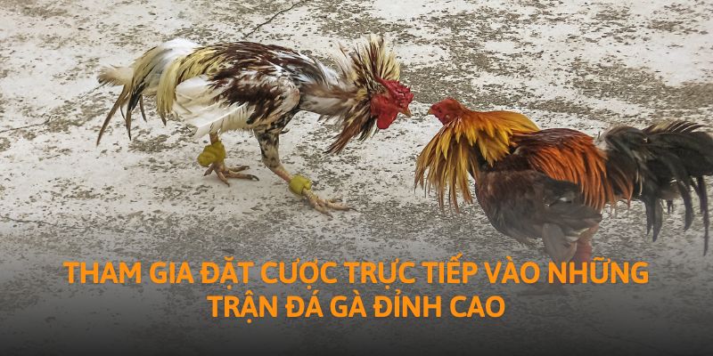 Tham gia đặt cược trực tiếp vào những trận đá gà đỉnh cao